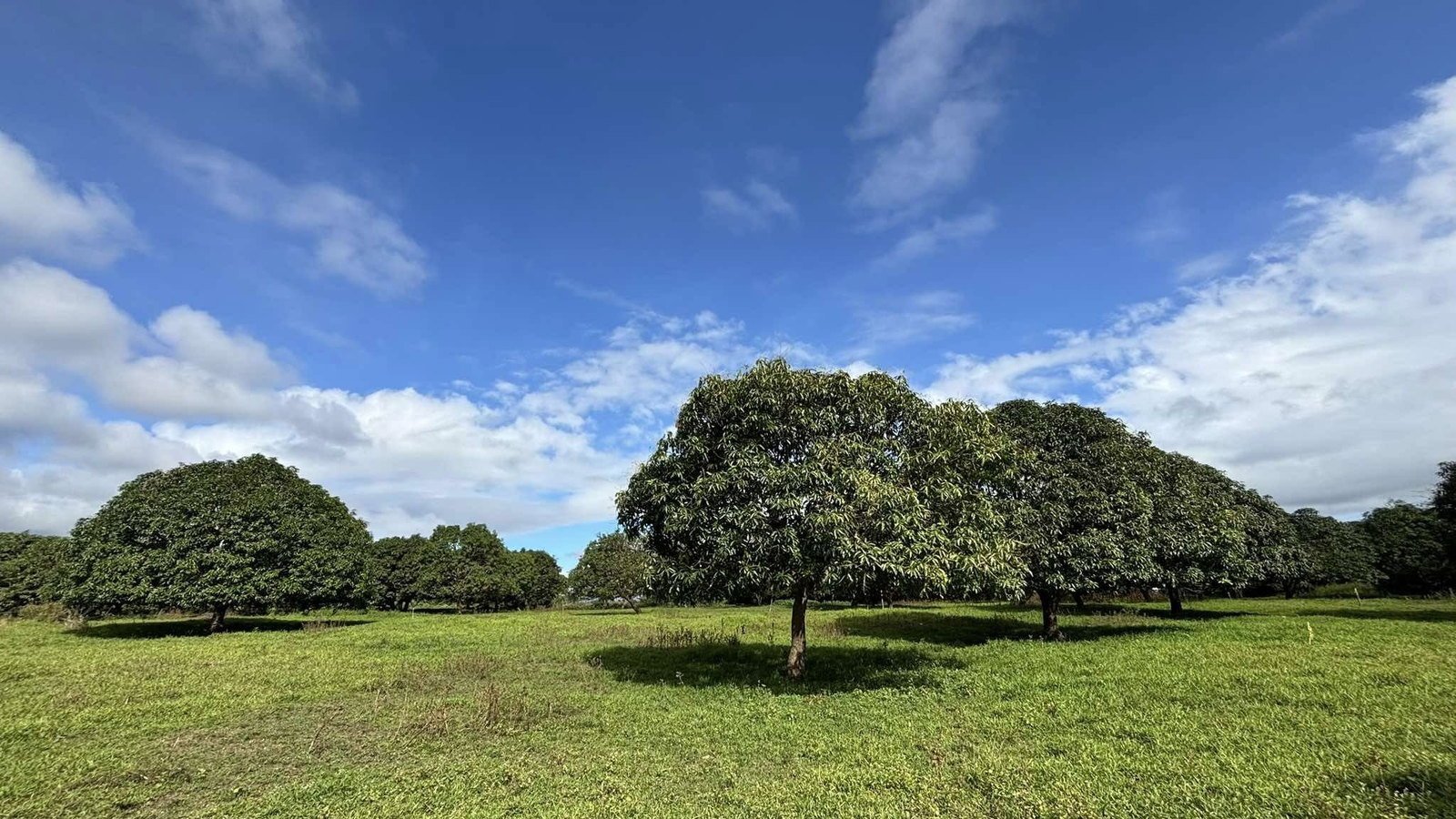 Open mango orchard landscape at Mango Orchards East