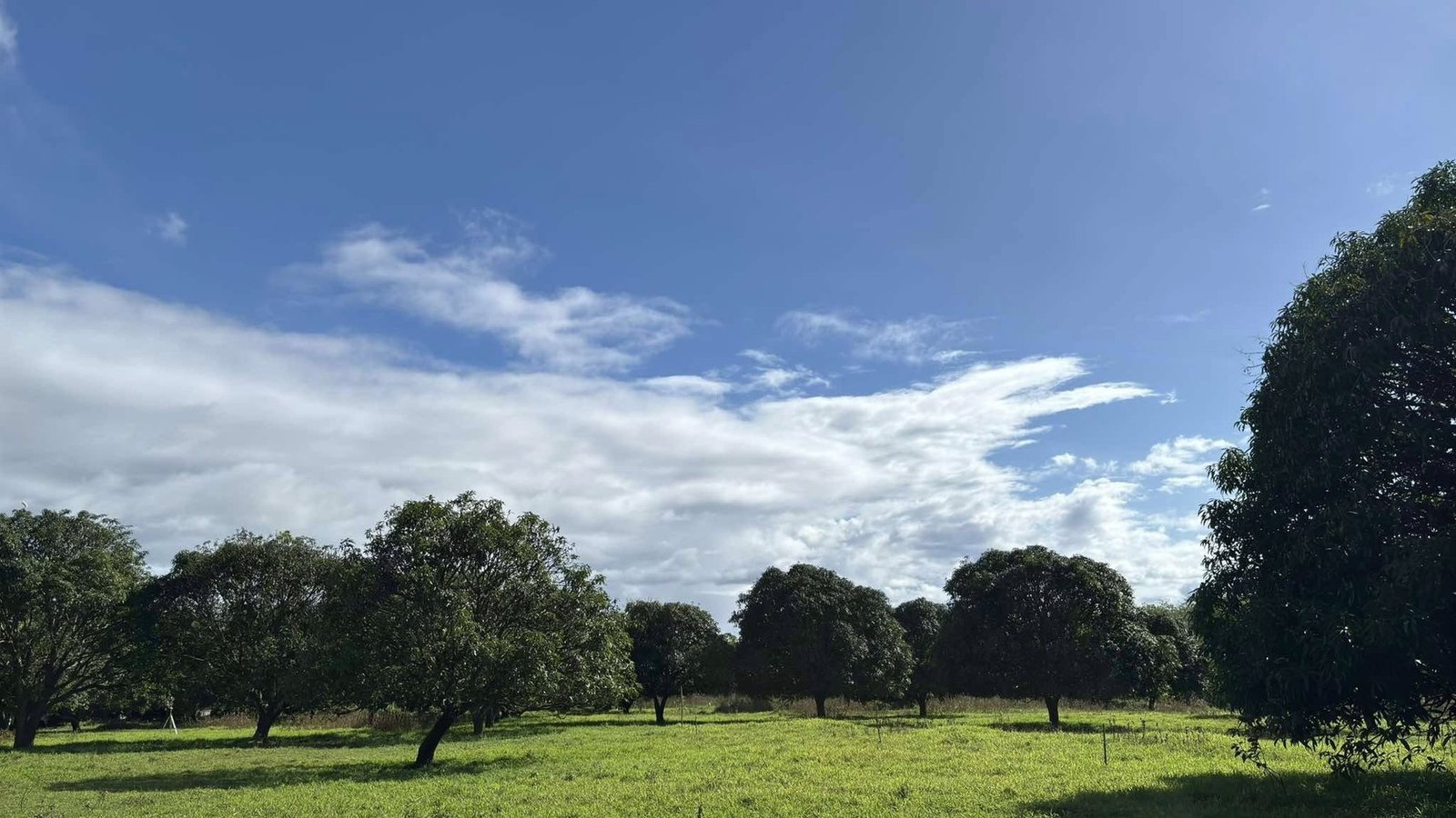 Mango Orchards East project reference